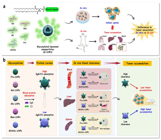 【姜帅课题组】在糖基化磷脂的酶法合成及其脂质体递送功能应用方向取得新进展