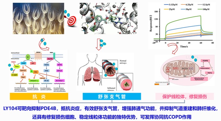 “蓝色药库”再获新突破 海洋小分子1类新药LY104获批临床试验