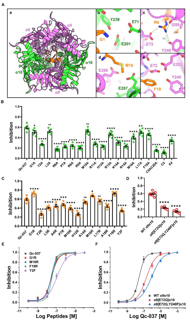 【于日磊课题组】新型芋螺毒素镇痛分子发现与机制研究取得新进展
