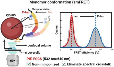 【邱雪课题组】通过单分子荧光共振能量转移技术揭示阿尔兹海默症关键蛋白tau的致病性构象变化