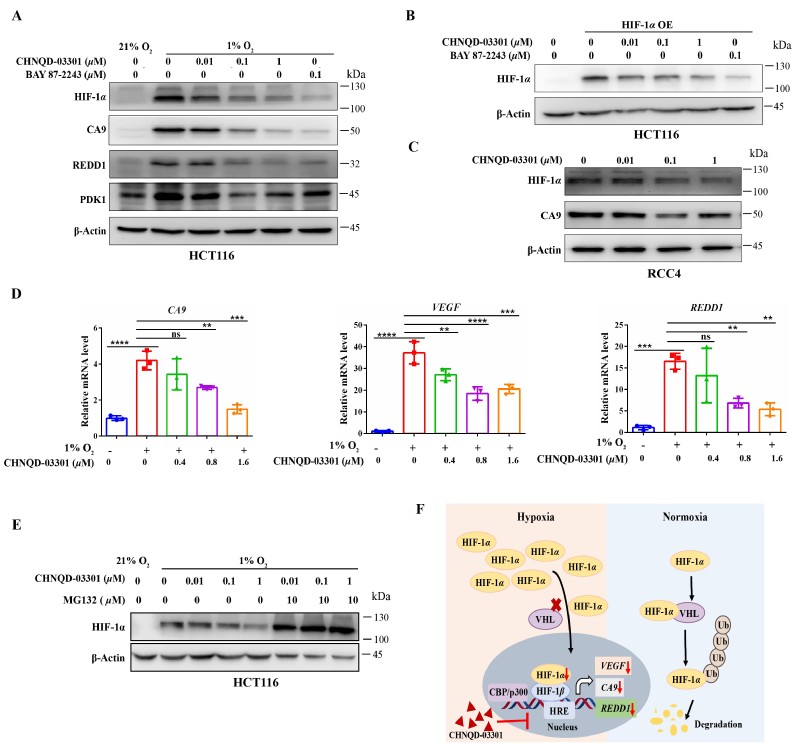 【邵长伦课题组&卢玲课题组】在海洋来源HIF-1α抑制剂作为癌症治疗候选药物分子研究方面取得重要进展