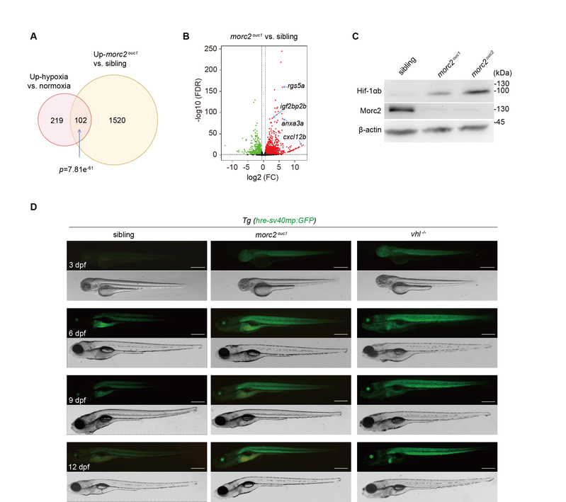 【卢玲课题组&郝杰杰课题组】在缺氧适应及红细胞稳态调控领域取得新进展