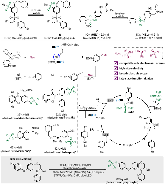 【王洪玉课题组】在生物电子等排体绿色催化合成领域取得重要进展