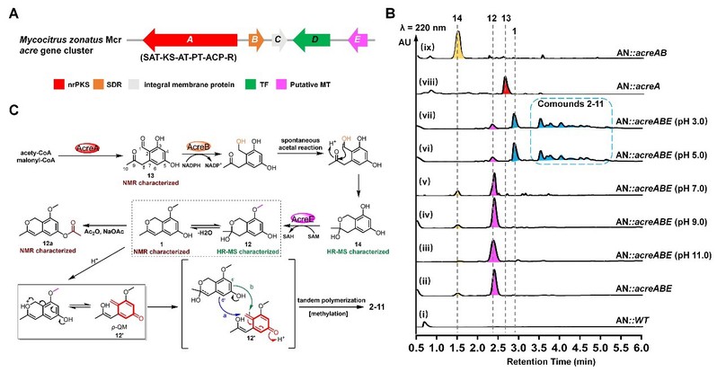 【李德海课题组】在真菌对醌甲基化物生物合成与寡聚化领域取得重要进展