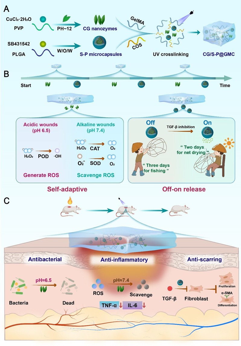 【赵峡课题组&韩璐课题组】在促伤口愈合和抗瘢痕研究方面取得新进展